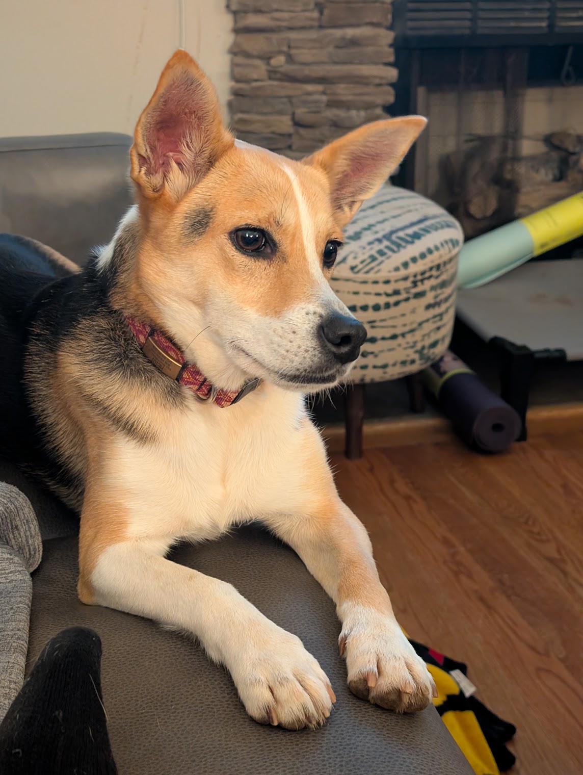 Heidi, a tri-color small terrier mix dog with comedically over-sized ears